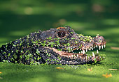 REP 11 MH0001 01
Head Shot Of Dwarf Crocodile Floating In Swamp
