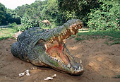 REP 11 MH0002 01
Nile Crocodile Laying On Sand With Mouth Open