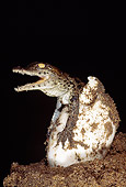 REP 11 MH0003 01
Nile Crocodile Hatchling Coming Out Of Egg