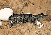 REP 11 MH0004 01
Nile Crocodile Hatchling Coming Out Of Egg