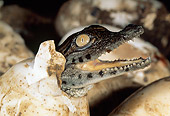 REP 11 MH0005 01
Head Shot Of Nile Crocodile Hatchling Coming Out Of Egg