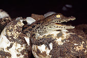 REP 11 MH0006 01
Nile Crocodile Hatchling Coming Out Of Egg
