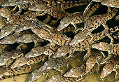 REP 11 MH0007 01
Newly Born Nile Crocodile Hatchlings Swimming In A Pile