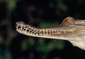 REP 11 MH0009 01
Head Shot Of African Slender-Snouted Crocodile