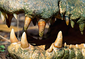 REP 11 MH0010 01
Close-Up Of Saltwater Crocodile Teeth