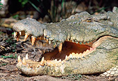 REP 11 MH0011 01
Head Shot Of Saltwater Crocodile On Beach