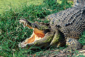 REP 11 MH0012 01
Saltwater Crocodile On Grass With Mouth Open