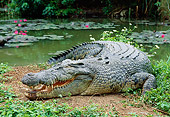 REP 11 MH0013 01
Saltwater Crocodile On Beach