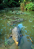REP 11 MH0014 01
Saltwater Crocodile Emerging From Water