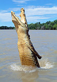 REP 11 MH0015 01
Saltwater Crocodile Jumping Out Of Water
