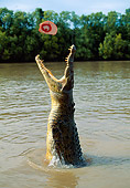 REP 11 MH0016 01
Saltwater Crocodile Jumping Out Of Water For Food
