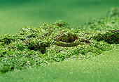 REP 11 MH0017 01
Close-Up Of Saltwater Crocodile Eye In Swamp