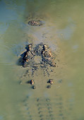 REP 11 MH0018 01
Close-Up Of Saltwater Crocodile Under Surface Of Water