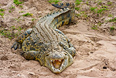 REP 11 RW0001 01
Nile Crocodile Laying On Sand Masai Mara National Reserve, Kenya