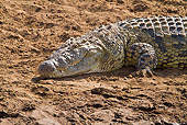 REP 11 RW0002 01
Nile Crocodile Sunning On Sand Masai Mara National Reserve, Kenya