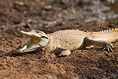 REP 11 RW0003 01
Young Nile Crocodile Sunning On Dirt Masai Mara National Reserve, Kenya