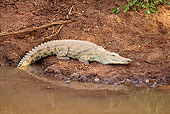 REP 11 RW0004 01
Young Nile Crocodile Laying By Water Masai Mara National Reserve, Kenya