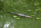 REP 11 WF0001 01
Morelet's Crocodile Drifting On Surface Of Pond With Lily Pads