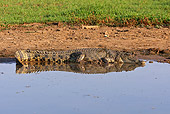 REP 11 WF0002 01
Saltwater Crocodile Resting At Edge Of Water