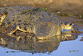 REP 11 WF0003 01
Portrait Of Saltwater Crocodile Resting At Edge Of Water