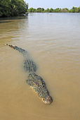 REP 11 WF0004 01
Saltwater Crocodile Drifting In Muddy Water