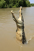 REP 11 WF0005 01
Saltwater Crocodile Jumping Out Of Muddy Water