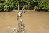 REP 11 WF0006 01
Saltwater Crocodile Jumping Out Of Muddy Water