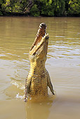 REP 11 WF0007 01
Saltwater Crocodile Jumping Out Of Muddy Water