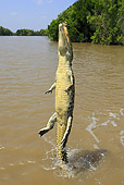 REP 11 WF0008 01
Saltwater Crocodile Jumping Out Of Muddy Water
