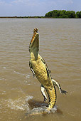 REP 11 WF0009 01
Saltwater Crocodile Jumping Out Of Muddy Water