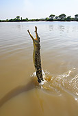 REP 11 WF0010 01
Saltwater Crocodile Jumping Out Of Muddy Water