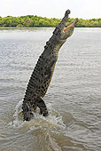 REP 11 WF0011 01
Saltwater Crocodile Jumping Out Of Muddy Water