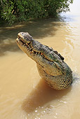 REP 11 WF0012 01
Saltwater Crocodile Jumping Out Of Muddy Water