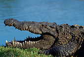 REP 11 TK0001 01
Profile Head Shot Of American Crocodile Holding Mouth Open