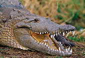 REP 11 TL0001 01
Head Shot Of American Crocodile Holding Mouth Open Florida