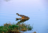 REP 11 TL0002 01
Head Shot Of American Crocodile Near Shore Holding Mouth Open