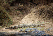 REP 11 TL0003 01
Nile Crocodile Holding Mouth Open Laying On Dirt Near Mounds Grass