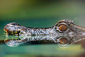 REP 12 AC0001 01
Head Shot Of Smooth-Fronted Caiman Swimming Through Water