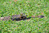 REP 12 GL0001 01
Close-Up Of Broad-Snouted Caiman Swimming Through Water Pantanal, Brazil