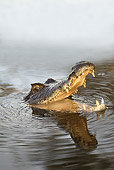 REP 12 JE0001 01
Spectacled Caiman Opening Mouth At Surface Of Water In Los Llanos, Venezuela