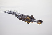REP 12 JE0002 01
Spectacled Caiman Swimming Near Surface Of Water In Los Llanos, Venezuela