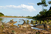 REP 12 MC0001 01
Two Spectacled Caiman Wading By Edge Of River Brazil