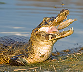 REP 12 MC0002 01
Close-Up Of Spectacled Caiman Catching Fish In Mouth Brazil