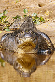 REP 12 MC0003 01
Spectacled Caiman Swimming In River Brazil