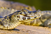 REP 12 MC0004 01
Head Shot Of Spectacled Caiman Basking On Sand Brazil