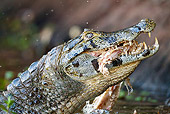 REP 12 MC0005 01
Head Shot Of Spectacled Caiman Feeding On Carrion Brazil