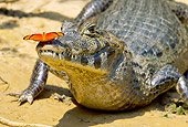 REP 12 MC0006 01
Close-Up Of Spectacled Caiman With Butterfly On Nose Brazil