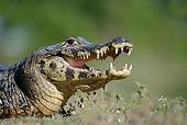 REP 12 WF0001 01
Head Shot Of Spectacled Caiman With Mouth Open