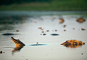 REP 12 WF0002 01
Spectacled Caiman Swimming In Water Pantanal, Brazil
