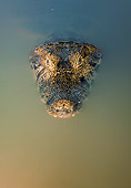 REP 12 WF0003 01
Head Shot Of Spectacled Caiman Swimming In Water Pantanal, Brazil